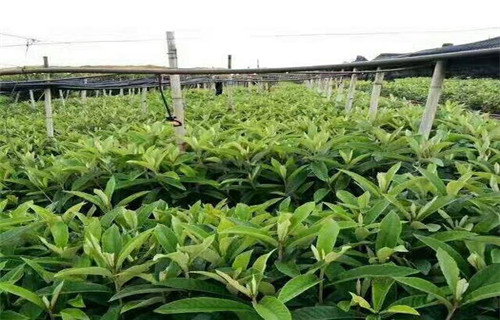 超红珠油桃树苗种植方法专心专注专业
