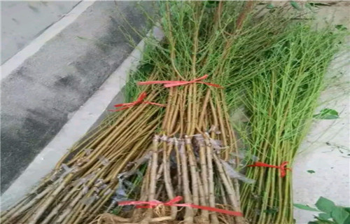 中桃金美桃树苗一颗多少钱当地服务商