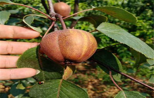 青花梨树苗3年质量优价格低