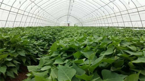 红薯苗栽培技术随心所欲定制