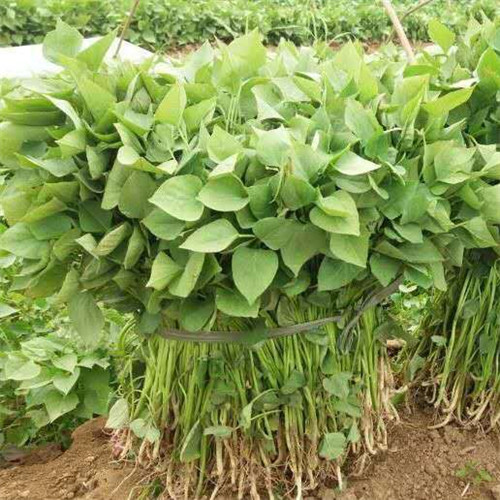 济薯26示范园用心做好每一件产品